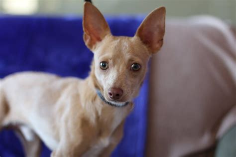 Search for dogs for adoption at shelters near Visalia, CA. . Visalia craigslist pets